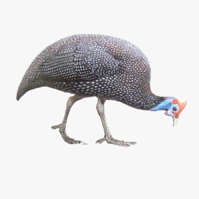 Kinh Nghiệm Nuôi Gà Sao Thả Vườn