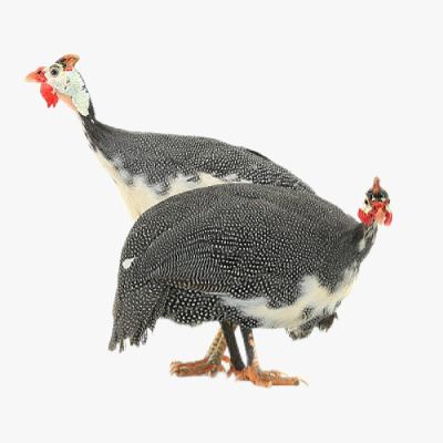 Phương Pháp Nuôi Gà Sao Sử Dụng Đệm Lót Sinh Học