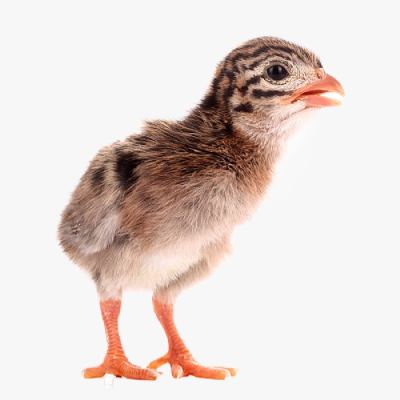 Những Điều Cần Biết Khi Chăn Nuôi Gà Sao
