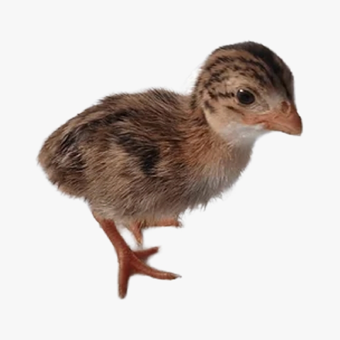 Đặc Điểm Gà Sao