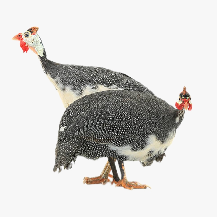 Phương Pháp Nuôi Gà Sao Sử Dụng Đệm Lót Sinh Học