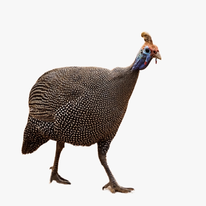 Kỹ Thuật Nuôi Gà Sao Thịt